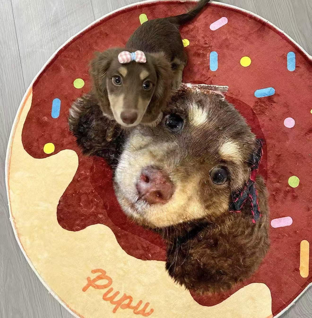 Custom Pet Portrait Plush Rug – Your Fur Baby, Forever Underfoot